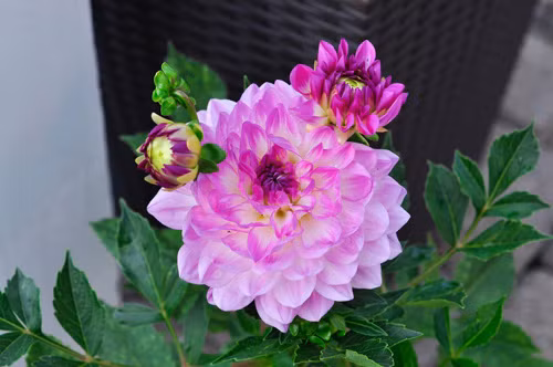 Thược dược nở to bằng cái bát rất phổ biến ở bên Mỹ. Tiếc là cây chỉ sống được trong mùa hè ở vùng thời tiết khắc nghiệt. Hết mùa thì chị lại phải đào củ lên để năm sau trồng tiếp.