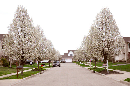 Nhìn khu vườn rực rỡ của chị Hoài ở thủ phủ Columbus, bang Ohio, Mỹ, ít ai biết rằng chị đã từng thất bại rất nhiều lần khi bắt đầu trồng vào năm 2010 để rồi có được thành quả như ngày hôm nay. Tổng diện tích ngôi nhà hơn 900m2, trong đó gia đình chị đã dành hẳn 700m2 sân trước, sân sau và hai bên hông để làm vườn hoa, ao cá.