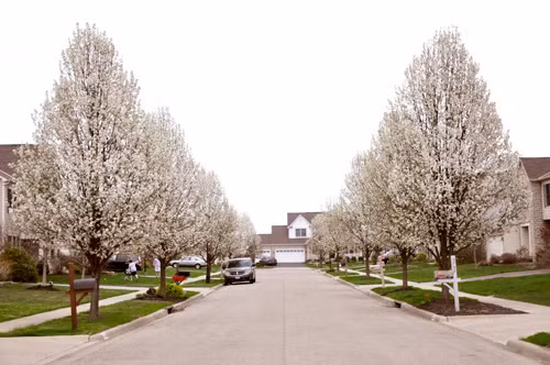 Nhìn khu vườn rực rỡ của chị Hoài ở thủ phủ Columbus, bang Ohio, Mỹ, ít ai biết rằng chị đã từng thất bại rất nhiều lần khi bắt đầu trồng vào năm 2010 để rồi có được thành quả như ngày hôm nay. Tổng diện tích ngôi nhà hơn 900m2, trong đó gia đình chị đã dành hẳn 700m2 sân trước, sân sau và hai bên hông để làm vườn hoa, ao cá.