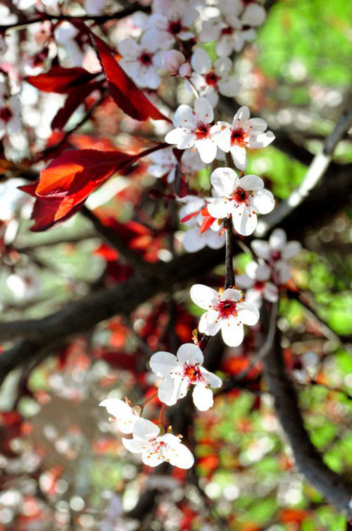 Nghiện hoa thật nhưng với chị thì gia đình và con cái luôn luôn là số một. Những hôm nào nóng quá thì mẹ hoặc bố chơi với bé trong nhà, và người còn lại đảm nhiệm việc chăm vườn. Hoặc có những hôm chờ con đi ngủ (8 giờ tối) rồi hai vợ chồng mới ra chăm vườn hoặc trò chuyện ngắm hoa. Trong khuôn viên nhà chị, ngoài vườn hoa ao cá thì chủ yếu là bãi cỏ để bé chạy nhảy. Vợ chồng chị còn xây chỗ cho bé nghịch cát, nghịch nước, cả đu quay và cầu trượt trong vườn. Chị bảo: “Trẻ con phải chơi ở ngoài, gần gũi thiên nhiên mới học được nhiều thứ. Bé nhà chị thích ngắm những con dế, con đom đóm trong lọ thủy tinh rồi lại thả ra."