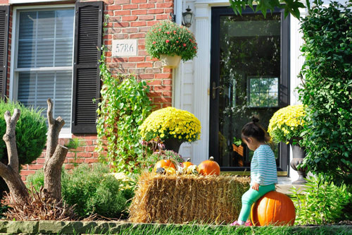 Trước cửa nhà chị Hoài rực rỡ màu vàng của cúc, của bí ngô trong dịp Halloween.