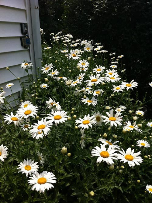 Cúc trắng tinh khôi mọc rợp quanh nhà.
