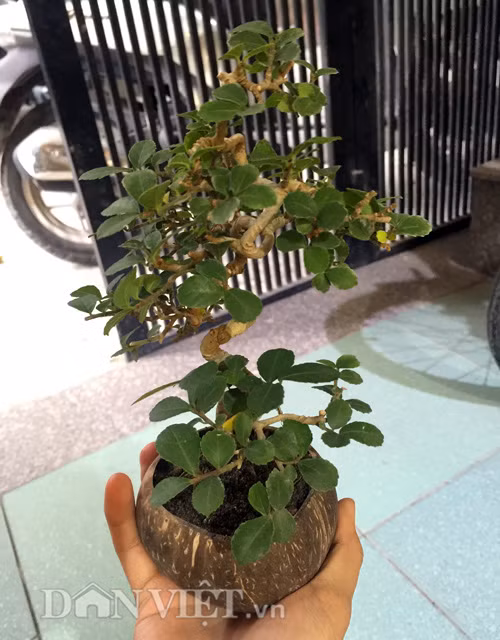 Chia sẻ về dự tính trong thời gian gần sắp tới, anh Huy bật mí, anh đã cùng với các thành viên trong nhóm chế tác thêm một số loại cây cảnh khác như bonsai mai vàng siêu mini để chưng Tết. Đồng thời, anh cũng đang nghiên cứu và sắp đưa ra thị trường sản phẩm: cây bonsai bay có thể chịu được trọng lượng lên tới 3,5kg. Hiện nay trên thị trường, ngoài sản phẩm cây bay lơ lửng của Nhật ra thì dạng cây bay cũng có nhiều loại được trà trộn lẫn từ hàng nhập trôi nổi bên Trung Quốc đến hàng do một số doanh nghiệp tư nhân Việt Nam nhận chuyển giao công nghệ để tự sản xuất.