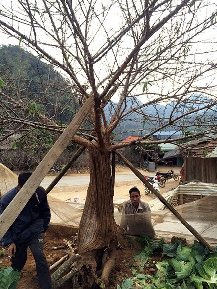 Theo tiết lộ, đã có đại gia từ tận Hà Nội lên đặt giá 150 triệu đồng nhưng vẫn chưa được chủ nhân đồng ý.