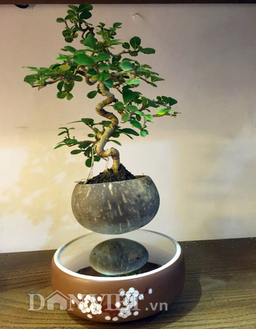 Ngoài ra, người tiêu dùng khi mua có thể phân biệt hàng Nhật, hàng liên doanh Nhật chất lượng tốt với hàng kém chất lượng bằng cách nếu để ý kỹ sẽ thấy phần đế bên dưới. Nếu là hàng chất lượng tốt, đế dưới sẽ là gương cầu lồi, còn hàng Trung Quốc sẽ là mặt phẳng. Được biết, việc thiết kế gương cầu lồi của người Nhật là để trừ tà trong nhà cho gia chủ. "Hiện tại sản phẩm của chúng tôi, với một bộ cơ bản chưa bao gồm cây này tại Việt Nam là vào khoảng 2,5 triệu đồng, sẽ được bảo hành từ 6 tháng đến một năm và có giấy chứng nhận sản phẩm chất lượng - an toàn với môi trường và con người được Liên minh Châu Âu &amp; Hoa Kỳ cấp”, anh Huy cho biết.