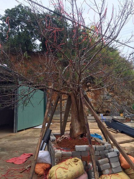 Cũng theo lời anh Chung, sau khi được đánh từ rừng về, anh cẩn thận để cây trước sân nhà và chăm sóc rất kỹ lưỡng.