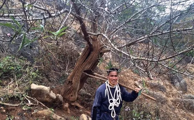 Theo đó, tán cây đào rừng "lạ" này có đường kính 5,7m, rất cân đối và đẹp mắt. Tuy nhiên, điểm đặc biệt hơn cả là cây đào được mọc ra từ gốc cây co liêng cổ thụ, hay còn gọi là cây trong cây.