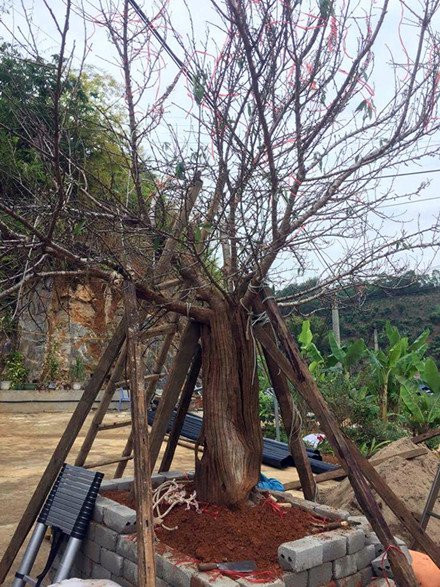 Nhiều người đi ngang qua đã quyết định nán lại chỉ để vào ngắm đào cho thỏa thuê. Không ít trong số đó là dân buôn đào, hiểu giá trị cây đào và đã đề nghị những mức giá "khủng".