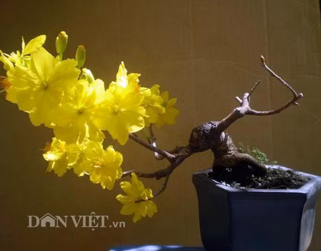 "Để giúp người tiêu dùng tránh mua phải những chậu cây bonsai kém chất lượng, “made in China”, có hạn sử dụng kém, anh Huy cũng khuyên người tiêu dùng cần tìm đến những cơ sở uy tín để mua và có hạn bảo hành rõ ràng. Cụ thể là từ 6 tháng đến một năm", anh Nguyễn Tiến Nghĩa – một người chơi bonsai bay cho biết.