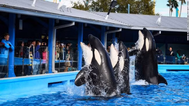 Màn trình diễn cá voi hấp dẫn tại công viên SeaWorld, bang Florida, Mỹ.