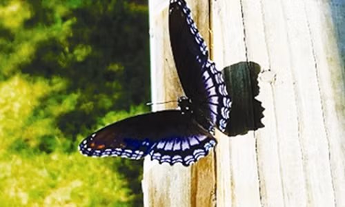 Xuat hien nhung diem bao nay, ban se may man du duong