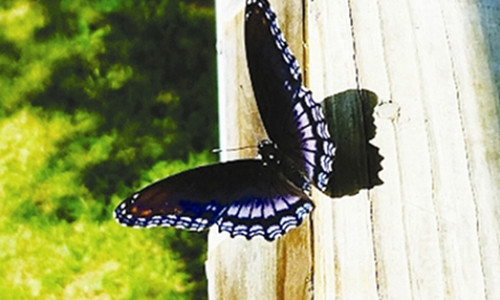 Xuat hien nhung diem bao nay, ban se may man du duong