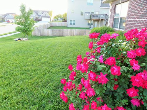 Chị cùng gia đình mới chuyển đến căn nhà này 2 năm sau khi ở nhà thuê trong một thị trấn nhỏ.