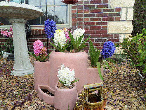 Những bông tiên ông đủ các sắc màu.