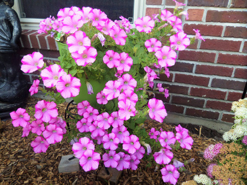 Thời tiết tại đây khá tốt nên hoa nở liên tục từ cuối xuân đến tận cuối thu.