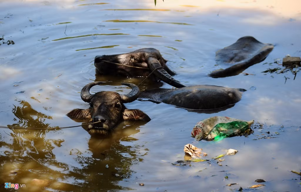 Không chỉ các loài động vật trong vườn bách thú cần chống nóng, một cặp trâu ở Hoài Đức cũng chọn giải pháp ngâm mình dưới nhiều giờ.