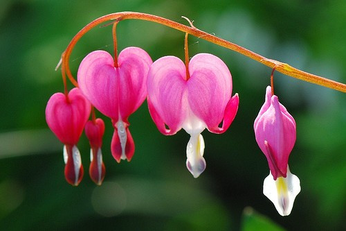 10. Hoa Ti-gôn Hoa Ti-gôn có tên tiếng Anh là Bleeding Heart (Nghĩa: Trái tim rỉ máu), nhiều nơi còn gọi là Huyết tâm hoa. Sở hữu cái tên độc đáo như vậy chủ yếu do hình dáng những bông hoa giống như trái tim. Đài hoa đẹp lạ này bên trong rủ xuống trông như những giọt lệ ứa ra từ trong tim. Hoa Ti-gôn có nhiều ở Siberia, miền bắc Trung Quốc, Hàn Quốc và Nhật Bản.