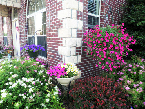 Hai loài hoa được chủ vườn “cưng” nhất là dạ yến thảo và triệu chuông vì chúng ra hoa khá bền.