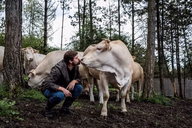 Blonde Aquitaine là giống bò cho ra loại thịt đắt nhất thế giới. Điều đặc biệt của loại thịt này là chúng được cấp đông với luồng khí lạnh 120 km/h ở môi trường âm 43 độ và có thể trữ vô thời hạn. Một gói thịt bò trữ 15 năm có giá tới 3.200 USD.
