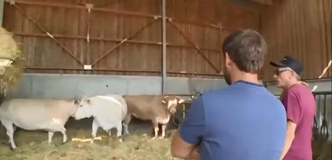 Mỗi tuần, trang trại của Polmard chỉ giết mổ một vài con bò. Trước khi quyết định chọn sẽ làm thịt con nào, anh cùng cộng sự tới trang trại để xem xét từng bộ phận trên cơ thể bò để đảm bảo chất lượng thịt tốt nhất.