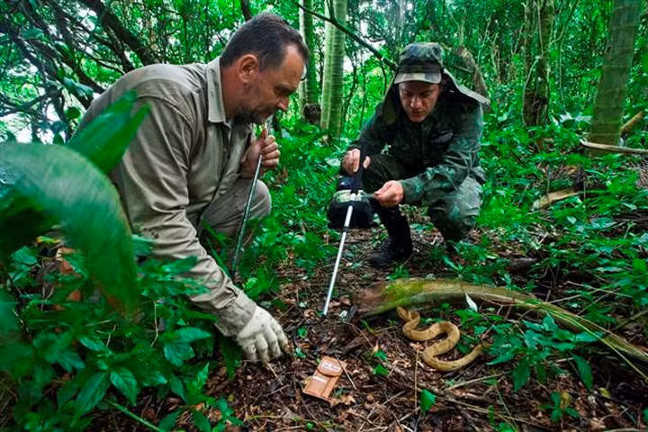 Câu chuyện thứ hai nói về người canh ngọn hải đăng và gia đình ông. Trên đảo duy nhất có một ngọn hải đăng và hầu như không có người sống. Có một truyền thuyết rằng cư dân cuối cùng sống trên đảo là người canh gác ngọn hải đăng. Một đêm, hàng trăm con rắn trườn qua cửa sổ tấn công gia đình ông khiến họ phải tìm cách trốn thoát ra thuyền ngoài khơi. Tuy nhiên những con rắn dài hơn nửa mét đã treo mình qua những cành cây, cắn cả gia đình này khiến họ chết trong đau đớn.