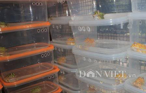 Để nuôi ếch Pacman, các chủ nuôi phải làm nhà cho chúng bằng các hộp nhựa được đục lỗ thoáng cẩn thận.