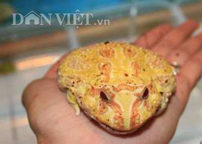 Loài ếch Pacman rất hiền lành, dễ thương nên được giới trẻ ở các thành phố lớn rất ưa chuộng mua nuôi nhiều.