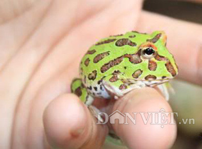 Đồng quan điểm với anh Thành, anh Trịnh Đức Tân, một chủ shop bán các loài sinh vật cảnh ở quận 3, TP.HCM đánh giá: Ếch Pacman là loài mới song lại được các bạn trẻ ở các thành phố lớn mua nuôi chơi rất nhiều nên hàng nhiều khi khan hiếm. "Hiện tại tôi không còn hàng bán tại shop mà phải chờ một thời gian nữa mới có đợt hàng mới được nhập về để cung cấp cho khách", anh Tân bày tỏ.