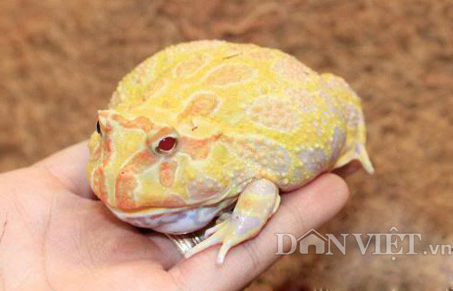 Ếch Pacman có rất nhiều màu sắc từ vàng, xanh cốm, nâu…