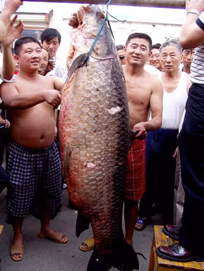 Chuyen gia san ca va chuyen bat tram den nang 2,5 ta-Hinh-3