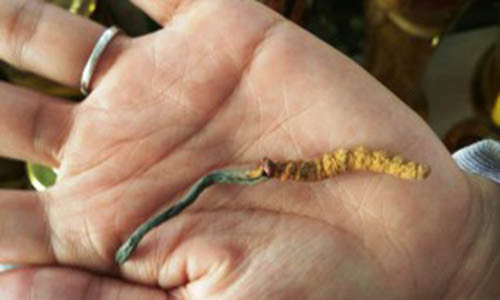 Dong trung ha thao: Biet duoc hay chi la “cu lua the ky”?