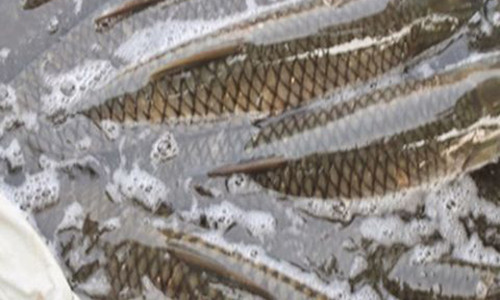 Sai lam nghiem trong khi an ca hau het moi nguoi mac phai