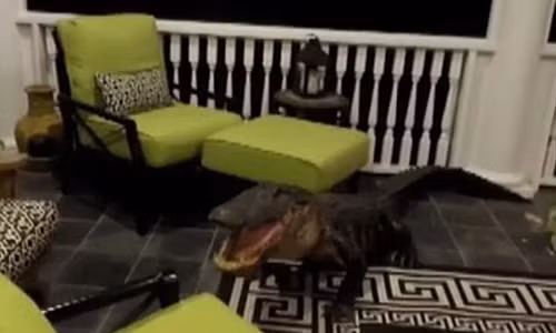 Phat hoang ca sau dang dem treo vao nha dan can pha