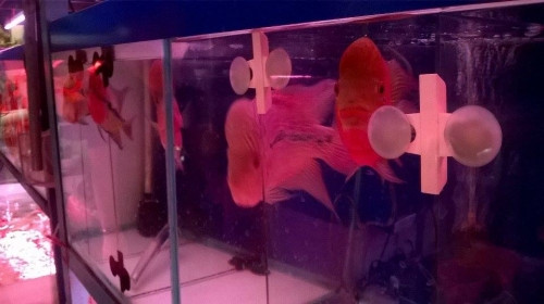 Cá la hán xăm chữ được nhiều người săn lùng đón năm mới.