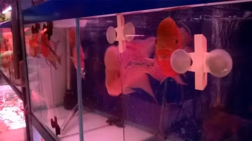 Cá la hán xăm chữ được nhiều người săn lùng đón năm mới.