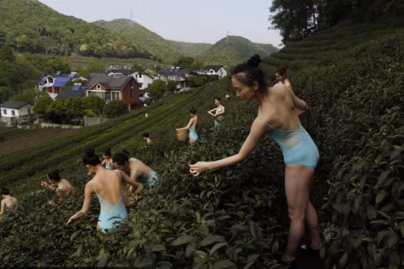 Hái chè với phong cách gợi cảm.