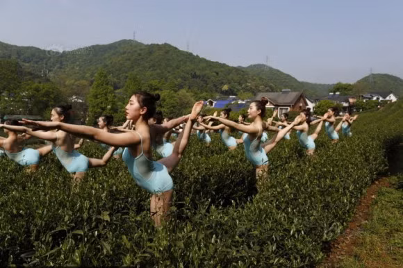 Sự việc các cô gái vừa múa vừa hái chè diễn ra tại một vườn chè thuộc Hàng Châu, Chiết Giang, Trung Quốc, thu hút đông đảo sự chú ý của mọi người và báo giới địa phương.