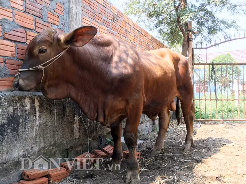 Với trọng lượng này, con bê lai của ông Chấn ước nặng gấp từ 1,5-2 lần so với con bò cỏ truyền thống đã trưởng thành. Theo giá thị trường hiện nay, con bê này nếu bán cũng không thể dưới 25 triệu đồng.