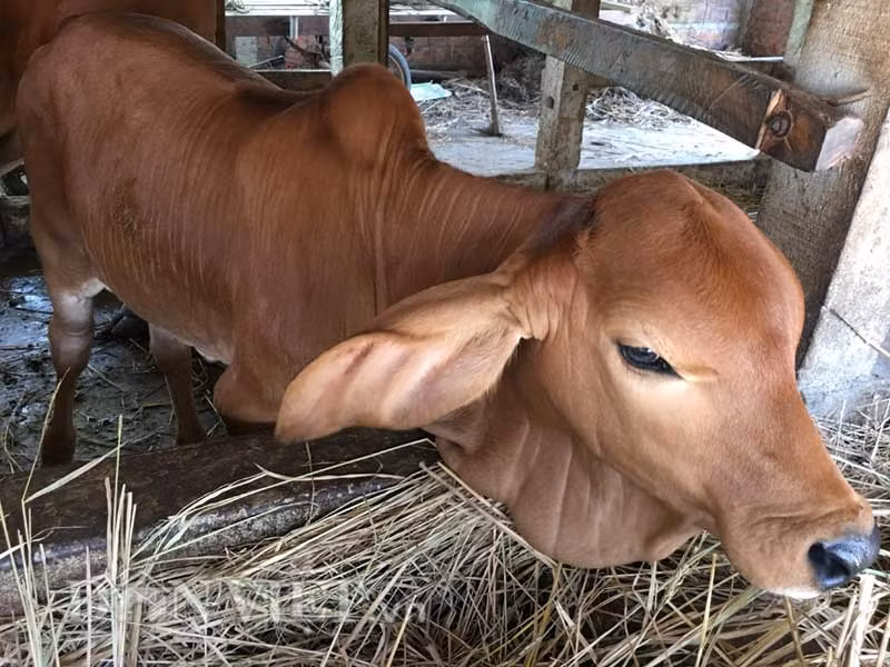 Dù mới hơn 1 tháng tuổi, nhưng con bê lai của ông Út cũng ngót nghét khoảng 200 kg.