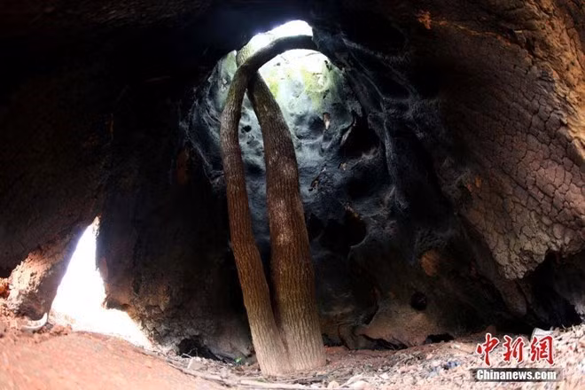 Dieu ky dieu trong than rong cua cay long nao 300 tuoi