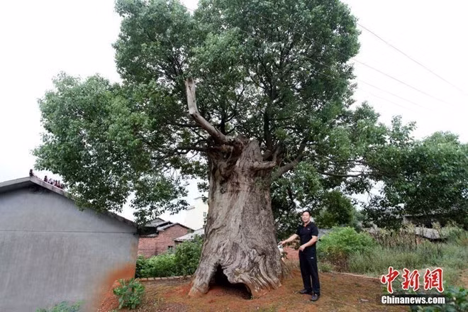 Dieu ky dieu trong than rong cua cay long nao 300 tuoi-Hinh-2