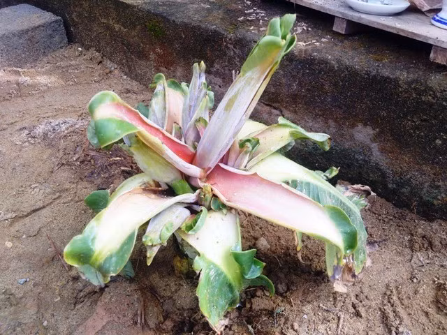 Cây chuối cao 15 cm và nở 6 bắp. Ảnh: K.T