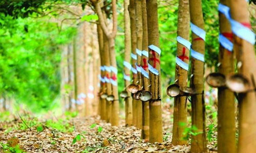 Nhiều doanh nghiệp rút ra được bài học khi đầu tư vào cao su theo trào lưu.