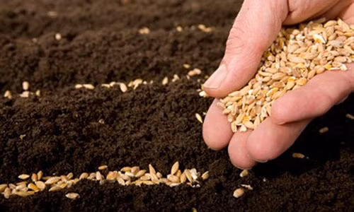 Hat giong 2.000 nam tuoi trong ngoi mo co