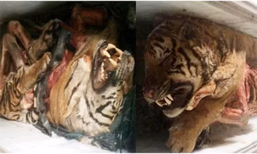 Kinh hoang phat hien 5 con ho...trong tu lanh