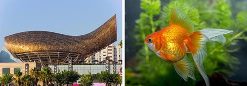 Olympic Pavilion ở Barcelona lấy hình ảnh chú cá vàng làm ý tưởng thiết kế.
