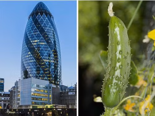 Tòa nhà chọc trời này tại London do kiến trúc sư Norman Foster thiết kế có tên chính thức là 30 St Mary Axe. Tuy nhiên, người dân Anh thường gọi tên công trình này là “tòa nhà dưa chuột”.