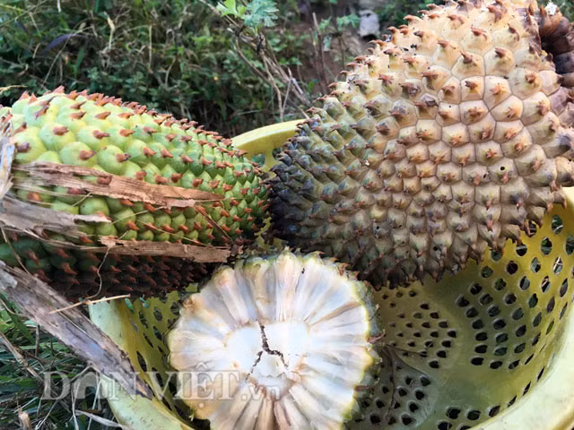  Dứa gỗ: Còn gọi là dứa gai, dứa dại, dứa rừng... Loại dứa này ra trái quanh năm, thế nhưng nhiều nhất là trong khoảng thời gian từ tháng 10-12 âm lịch. Với vị ngọt, tính bình nên dứa gỗ có tác dụng ích huyết, cường tâm, bổ tỳ vị, tiêu đờm...Vì thế thường được người dân mua về bổ ra và bóc tách lấy các múi, rồi phơi khô, ngâm rượu và uống để chữa các bệnh, như: kiết lỵ, viêm gan siêu vi, tiêu đờm, giải độc rượu, bồi bổ cơ thể...Hiện dứa gỗ được bán với giá từ 10.000-20.000 đồng/trái.