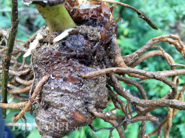 Củ sâm "bảy lá" có vỏ màu nâu, hình xoắn hơi dài, nặng từ 200-500gram/củ. Củ sâm "bảy lá" có tác dụng làm mát gan, nhuận tràng… nên từ xưa đồng bào Kor ở đây đã tìm đào để về ngâm với rượu uống chữa bệnh. Hiện giá củ sâm này được bán với mức 200–300.000 đồng/kg củ tươi.