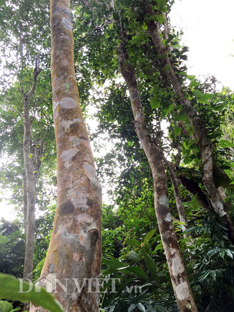  Rừng chè cổ "trăm năm tuổi": Với số lượng hiện ước còn cả ngàn cây với tuổi đời nhiều cây hiện đã trên 200 tuổi, rừng chè này có những cây chè "cổ nhất" ở Quảng Ngãi. Theo lời lý giải của các già làng trong vùng thì có lẽ do khí hậu ở núi Cà Đam lạnh quanh năm; còn đất thì khô cằn...vì vậy dù chiều cao có cây lên đến 20-30m, thế nhưng thân chỉ to bằng cổ chân người lớn và thẳng đuột, chứ không to và xòe tán rộng như chè ở những nơi khác. Tuy nhiên bù lại số cây chè này cho chất lượng sạch, ngon... ít nơi nào sánh bằng.